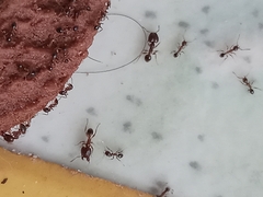 Pheidole