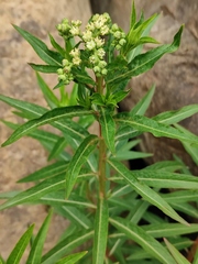 Penthorum chinense