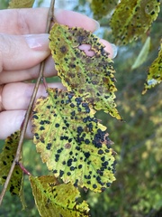 Wilsonomyces carpophilus