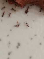 Pheidole