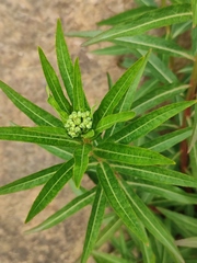 Penthorum chinense