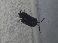 Porcellio