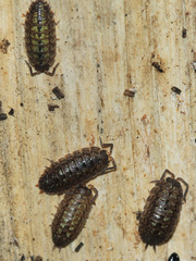 Porcellio monticola