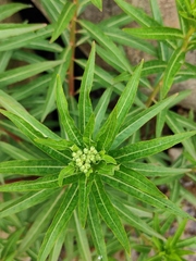 Penthorum chinense
