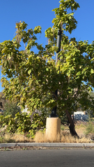 Catalpa bignonioides