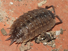 Porcellio violaceus