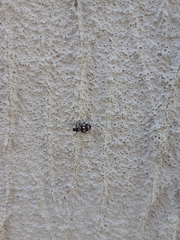 Eriopis connexa