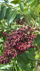 Rhus copallinum