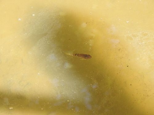 Bumblebee (Ophiocara porocephala) — Eleotridae