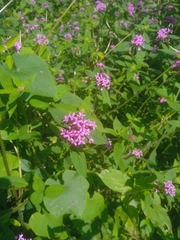 Crusea hispida