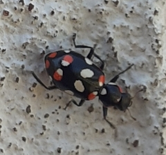 Eriopis connexa