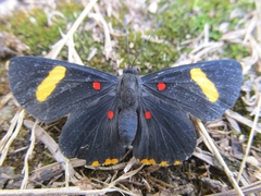 Melanis electron