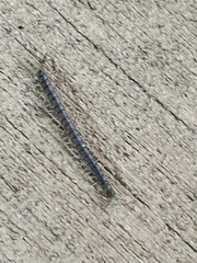 Hemiscolopendra marginata