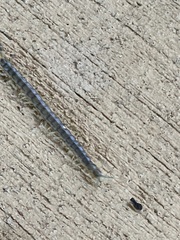 Hemiscolopendra marginata