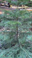 Abies concolor