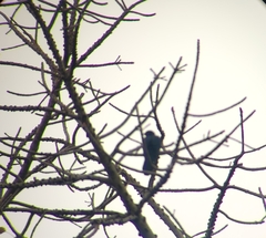 Eudynamys scolopaceus