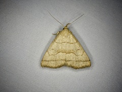 Herminia arenosa