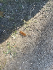 Spilosomina
