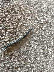 Hemiscolopendra marginata