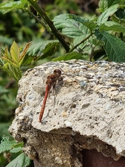 Sympetrum vulgatum