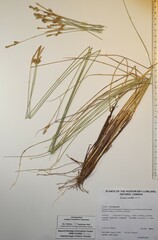 Stellulatae