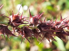 Cenchrus longispinus