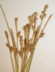 Stellulatae