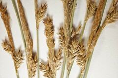Stellulatae