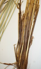 Stellulatae