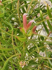 Leucadendron