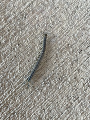 Hemiscolopendra marginata