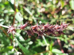 Cenchrus longispinus