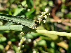 Cenchrus longispinus