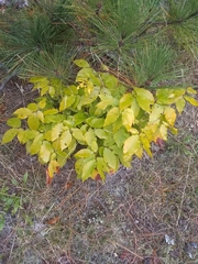 Fagus grandifolia