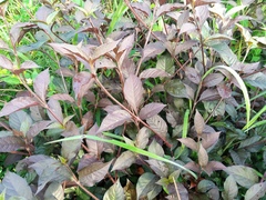 Alternanthera brasiliana