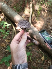 Strobilomyces strobilaceus