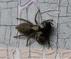Menemerus taeniatus