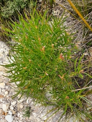 Leucadendron