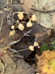 Cudoniaceae