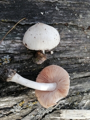 Volvariella murinella