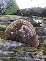 Ganoderma resinaceum