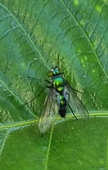 Condylostylus longicornis