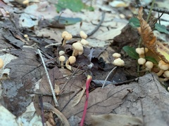 Cudoniaceae