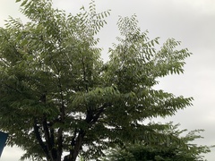 Prunus serrulata