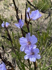 Aristea spiralis
