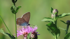 Plebejus idas