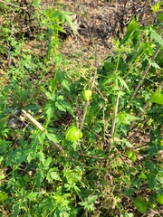 Cardiospermum halicacabum