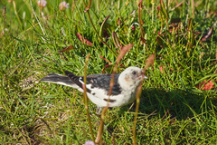 Plectrophenax nivalis