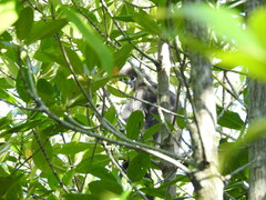 Trachypithecus obscurus