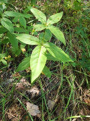 Lysimachia quadrifolia